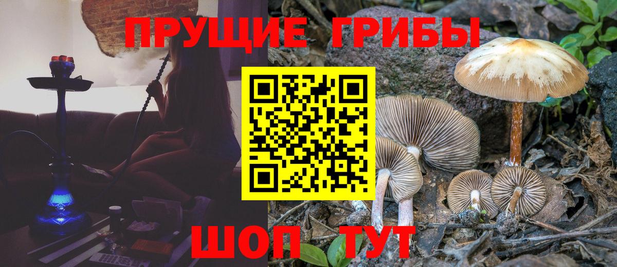 Элиста  Псилоцибиновые грибы GOLDEN TEACHER  Вход с VPN  Псилоцибиновые грибы Magic Shrooms 